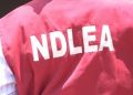 Election: NDLEA Enugu Cautions Against Drug Abuse